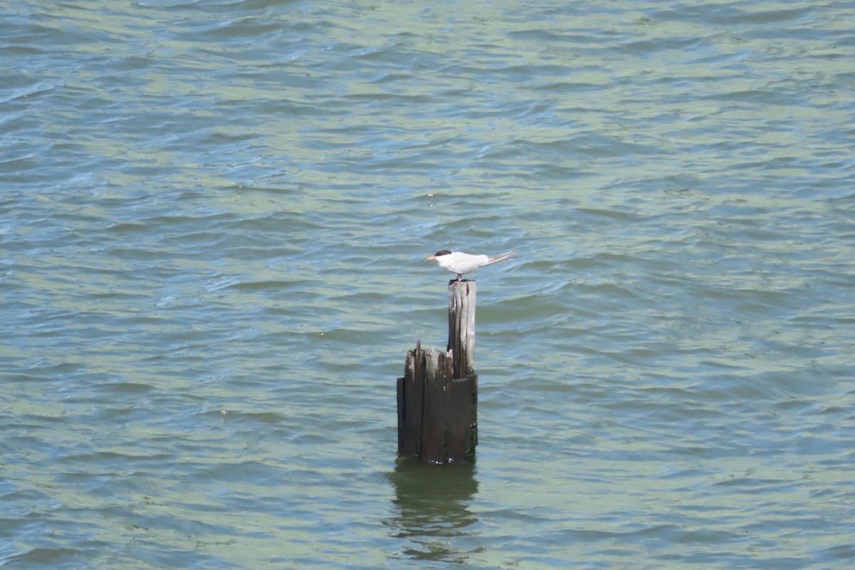 Common Tern - ML641064043