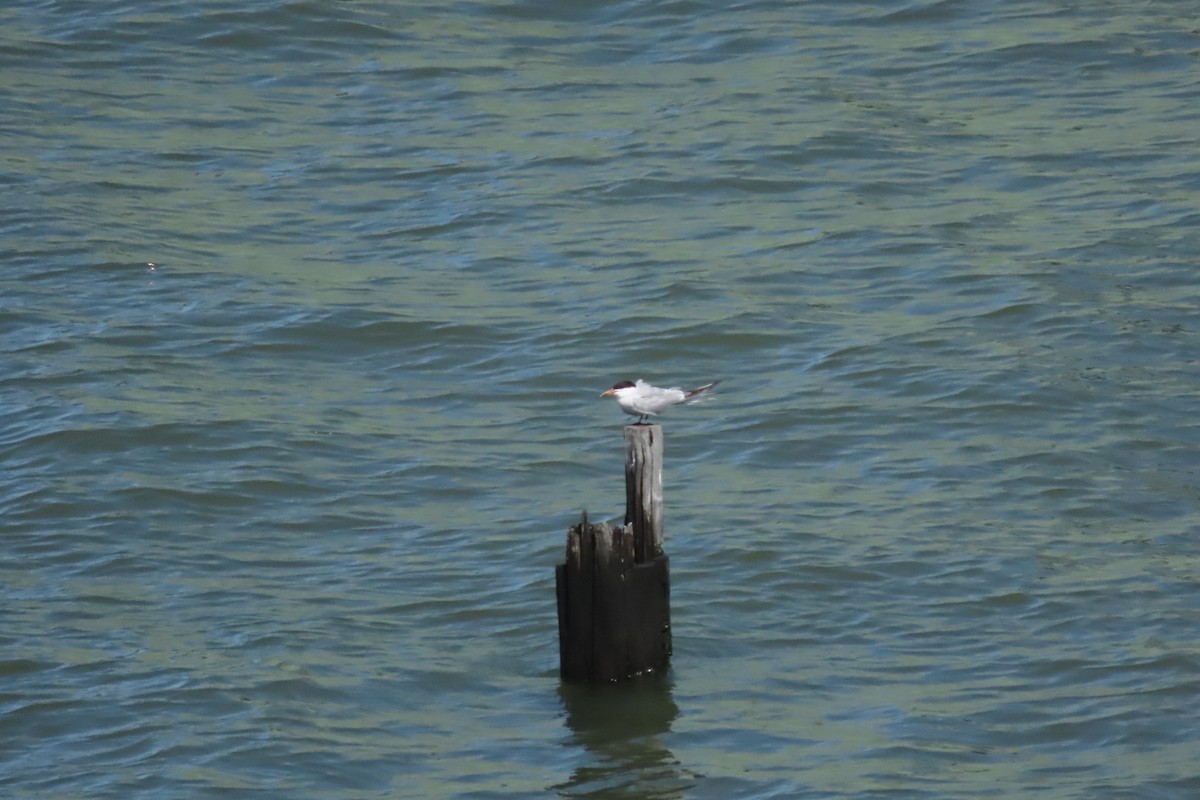 Common Tern - ML641064045