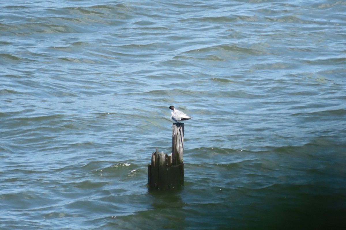Common Tern - ML641064046
