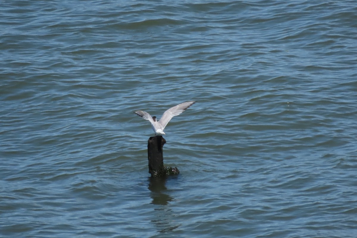 Common Tern - ML641064047