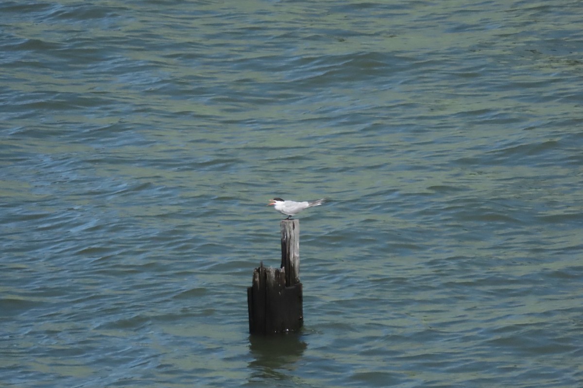 Common Tern - ML641064048