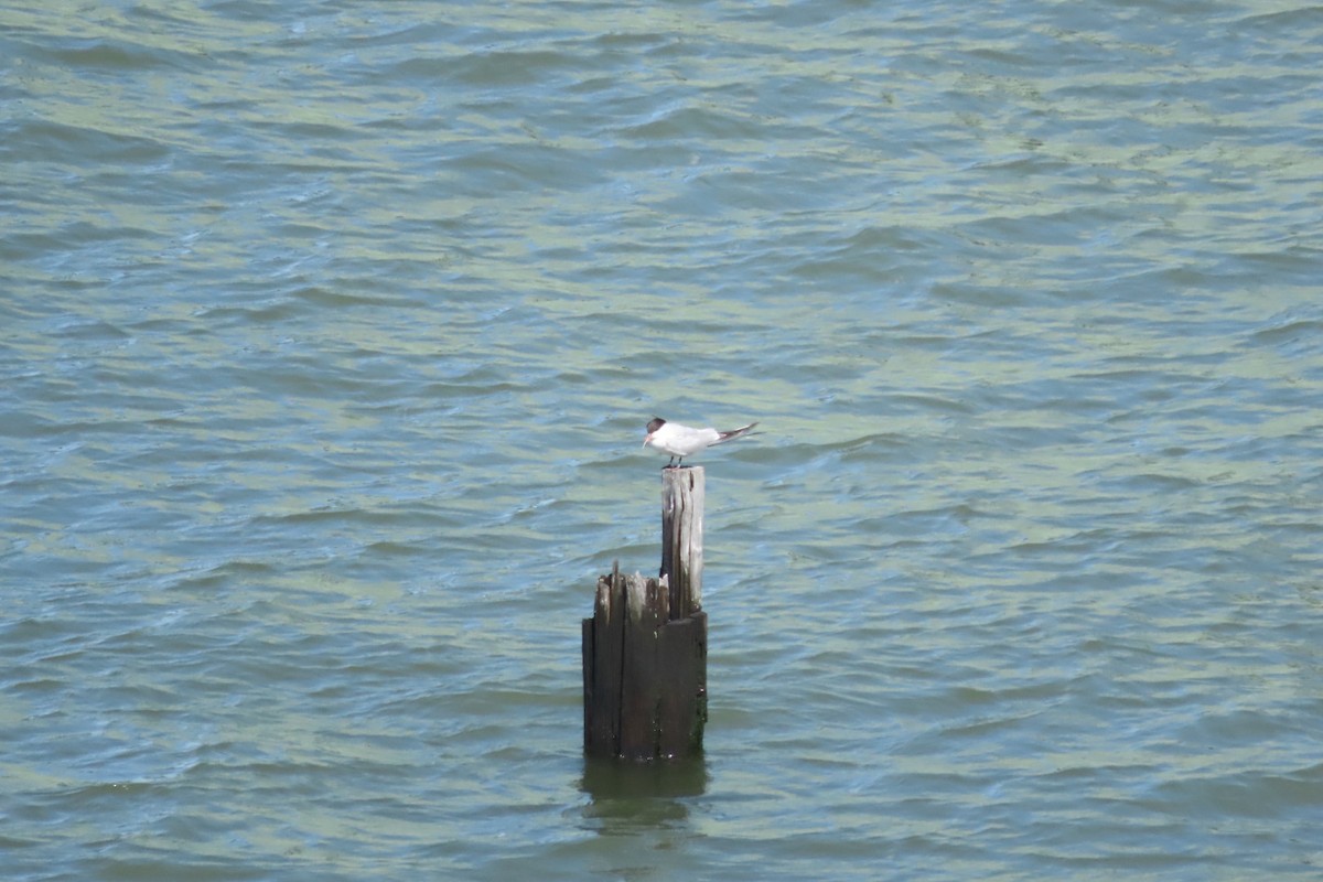 Common Tern - ML641064049