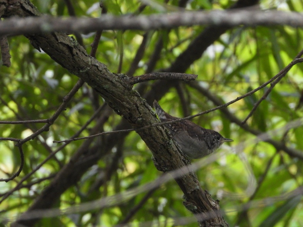 Northern House Wren - ML641064050
