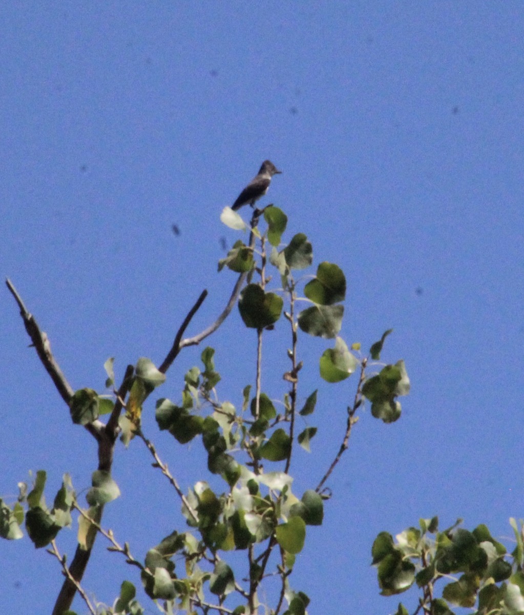 Blasskehl-Schnäppertyrann - ML641064070