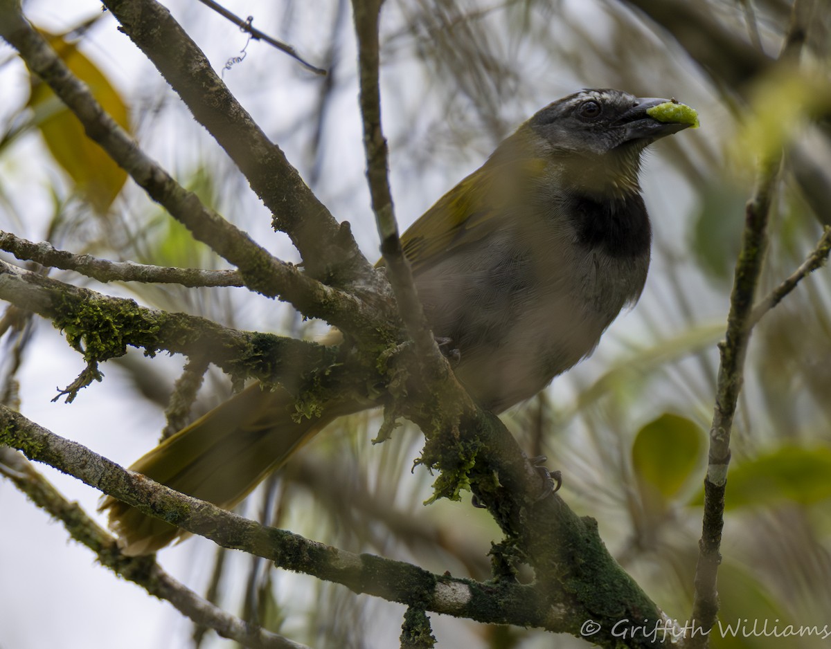 Buff-throated Saltator - ML641064076