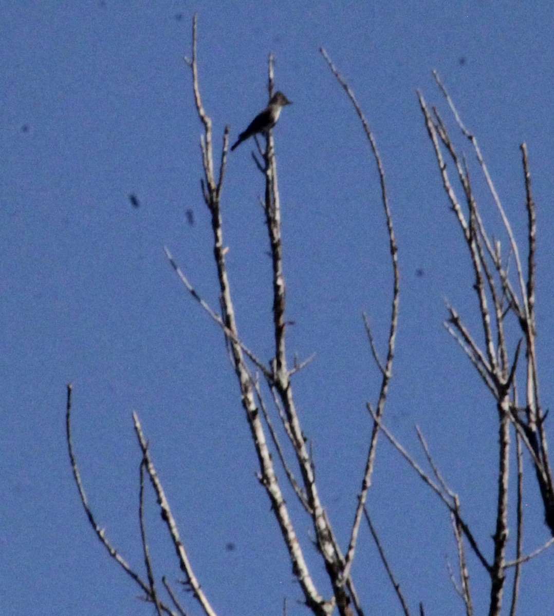 Blasskehl-Schnäppertyrann - ML641064077