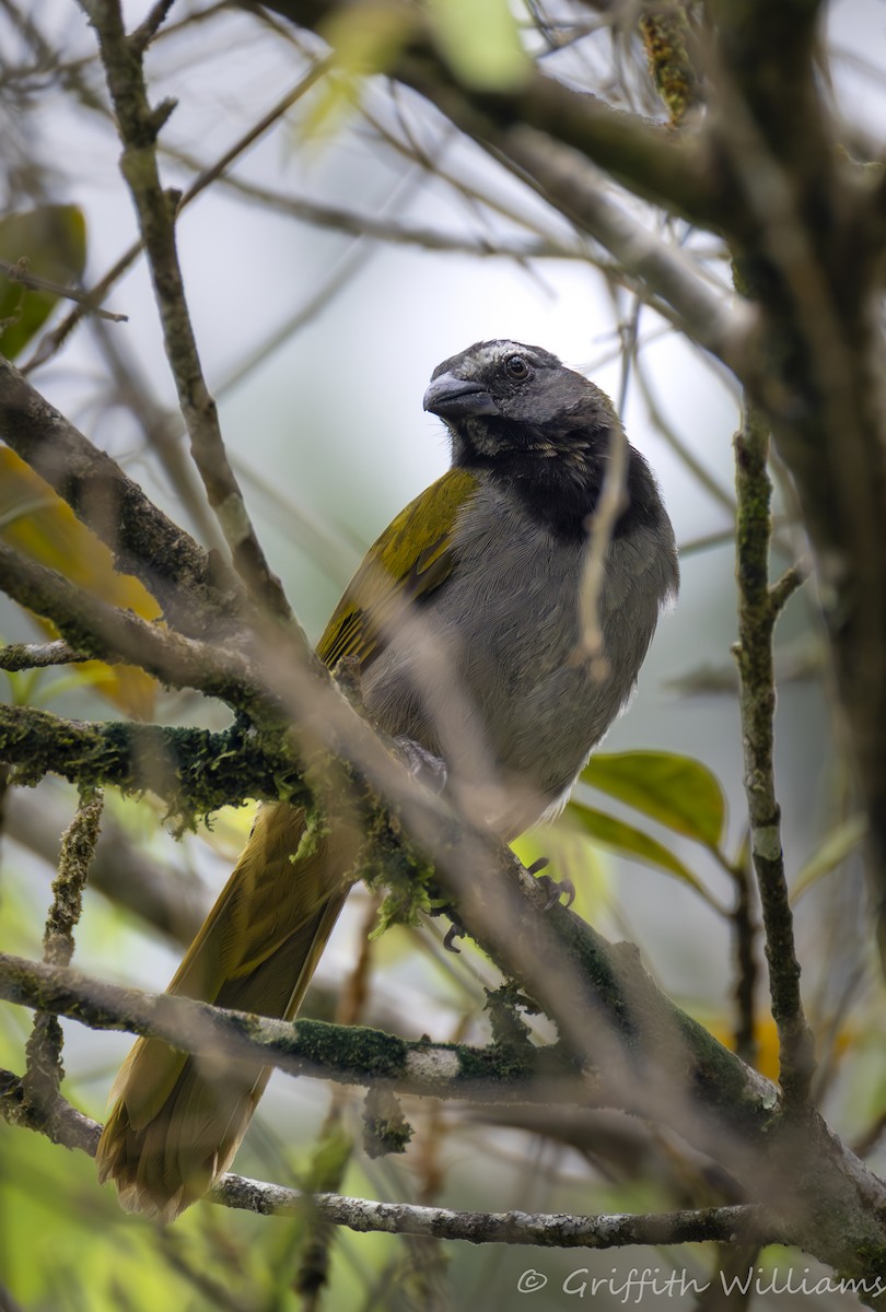 Buff-throated Saltator - ML641064079