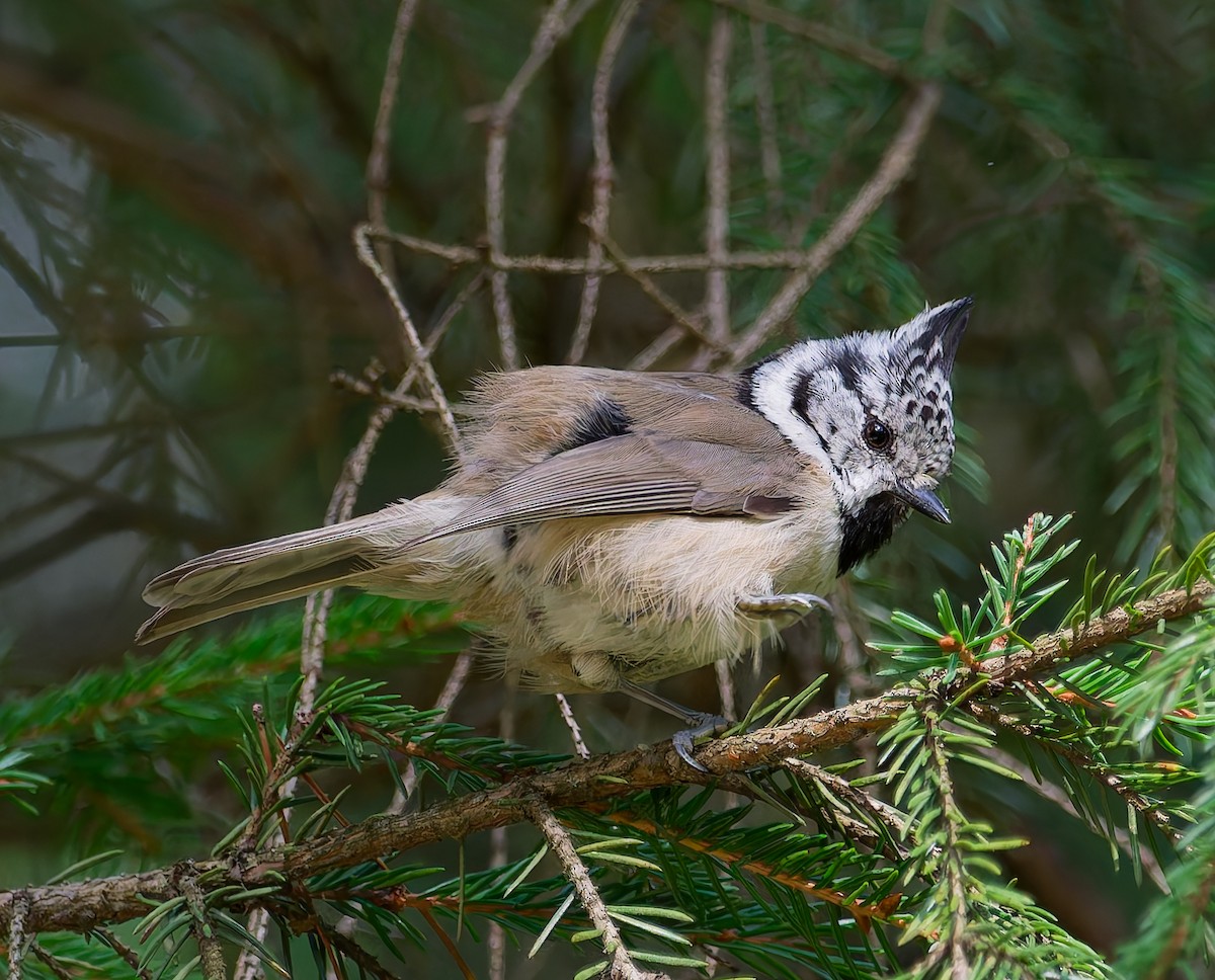 Mésange huppée - ML641064098