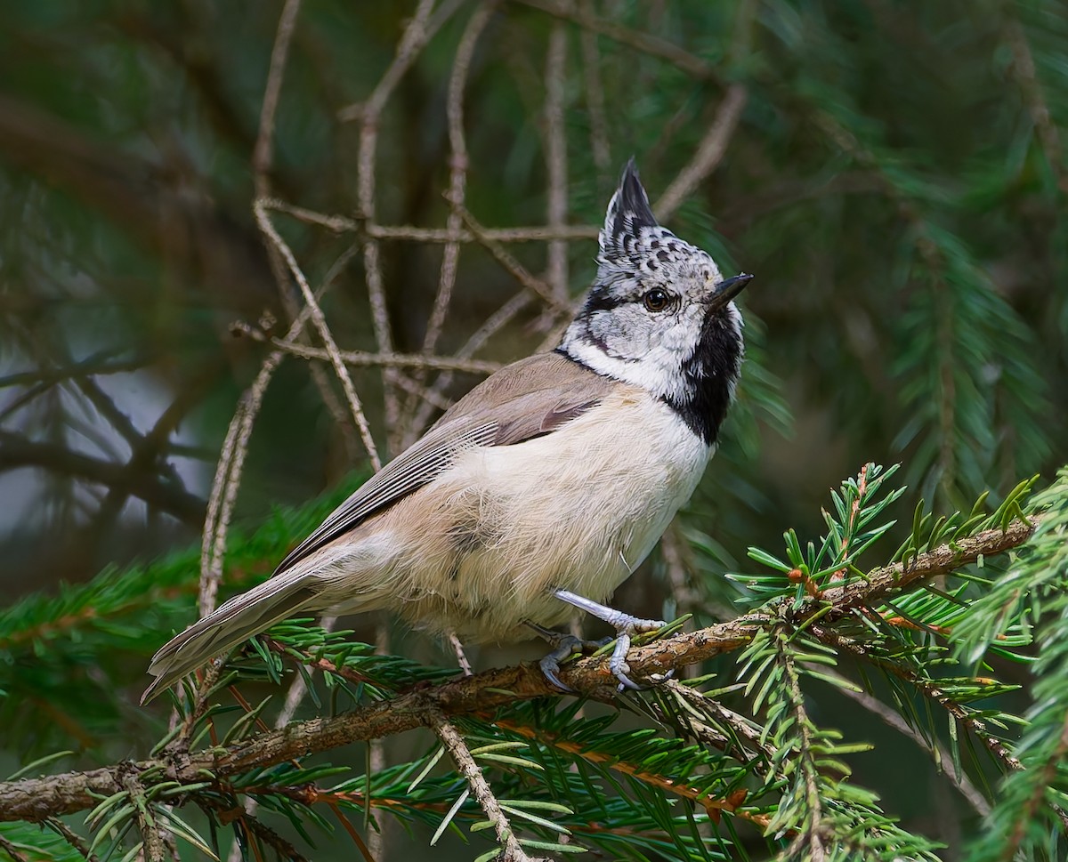 Mésange huppée - ML641064099