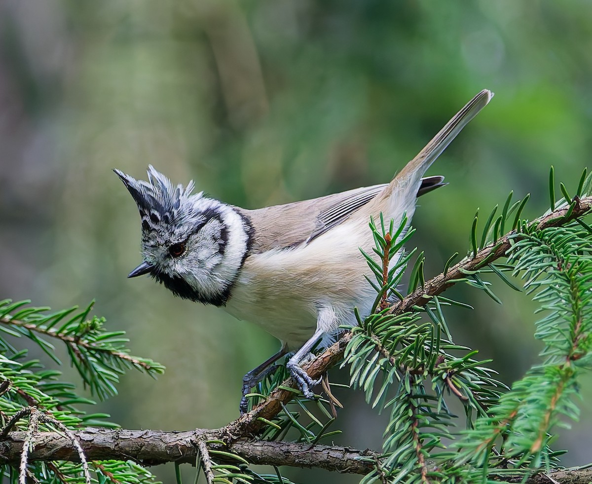 Mésange huppée - ML641064100