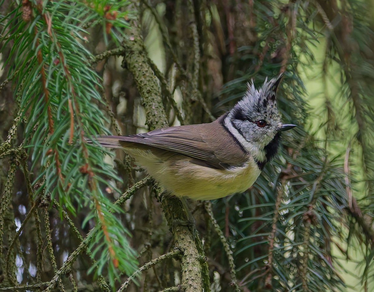 Mésange huppée - ML641064107