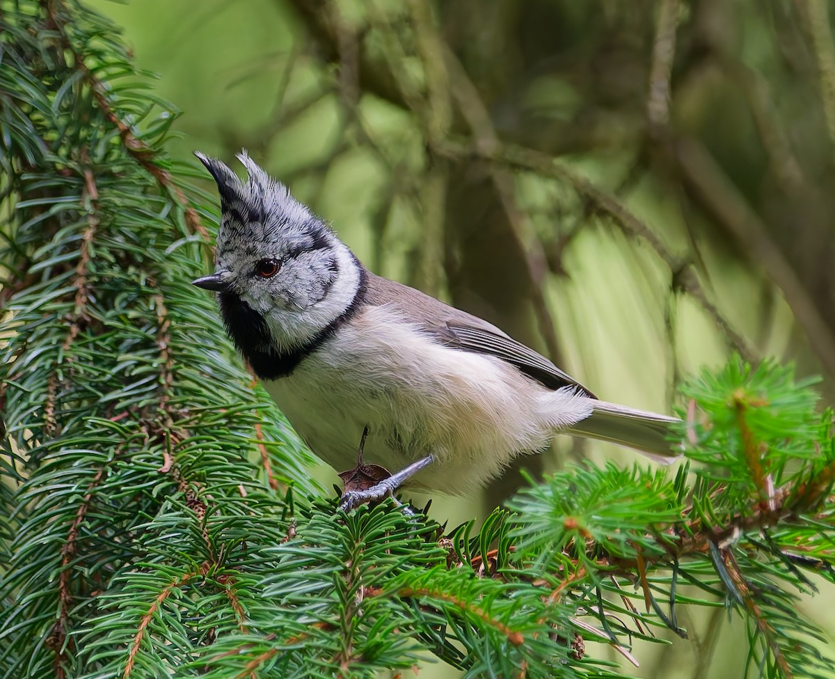Mésange huppée - ML641064108