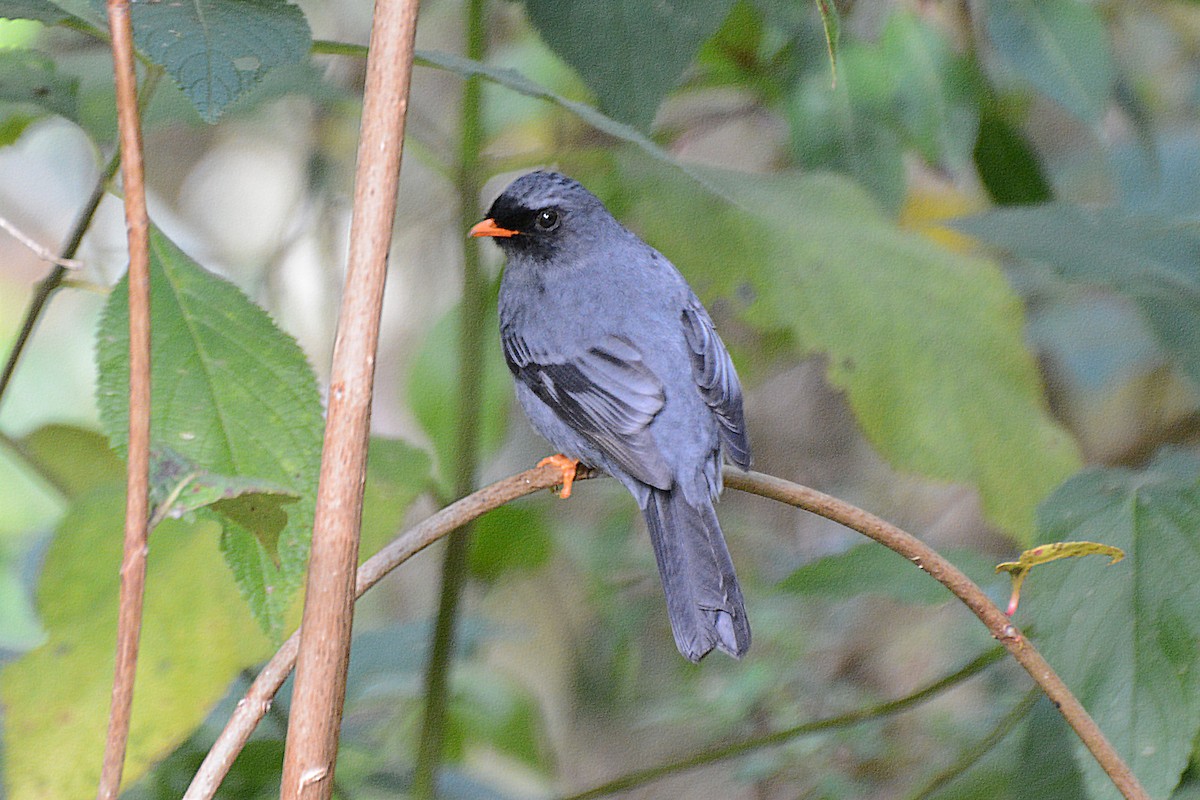 Black-faced Solitaire - Janet Rathjen