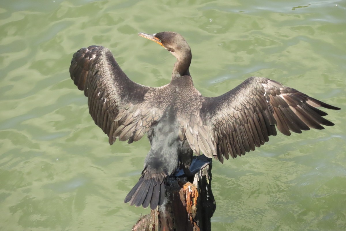 Double-crested Cormorant - ML641064130
