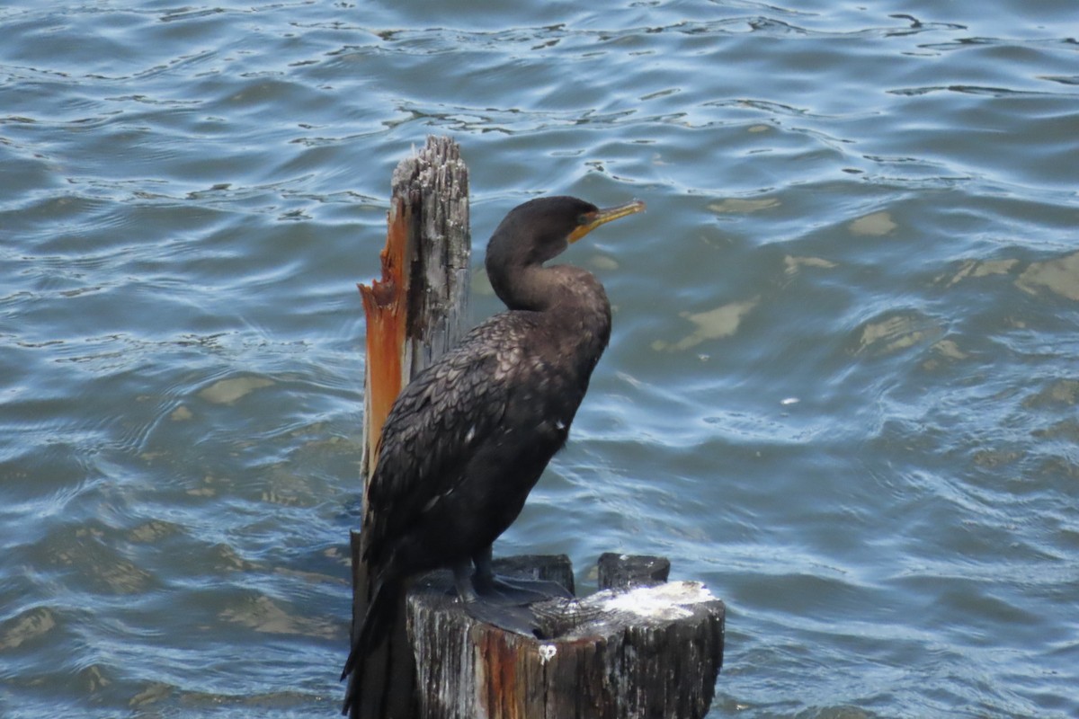 Double-crested Cormorant - ML641064131