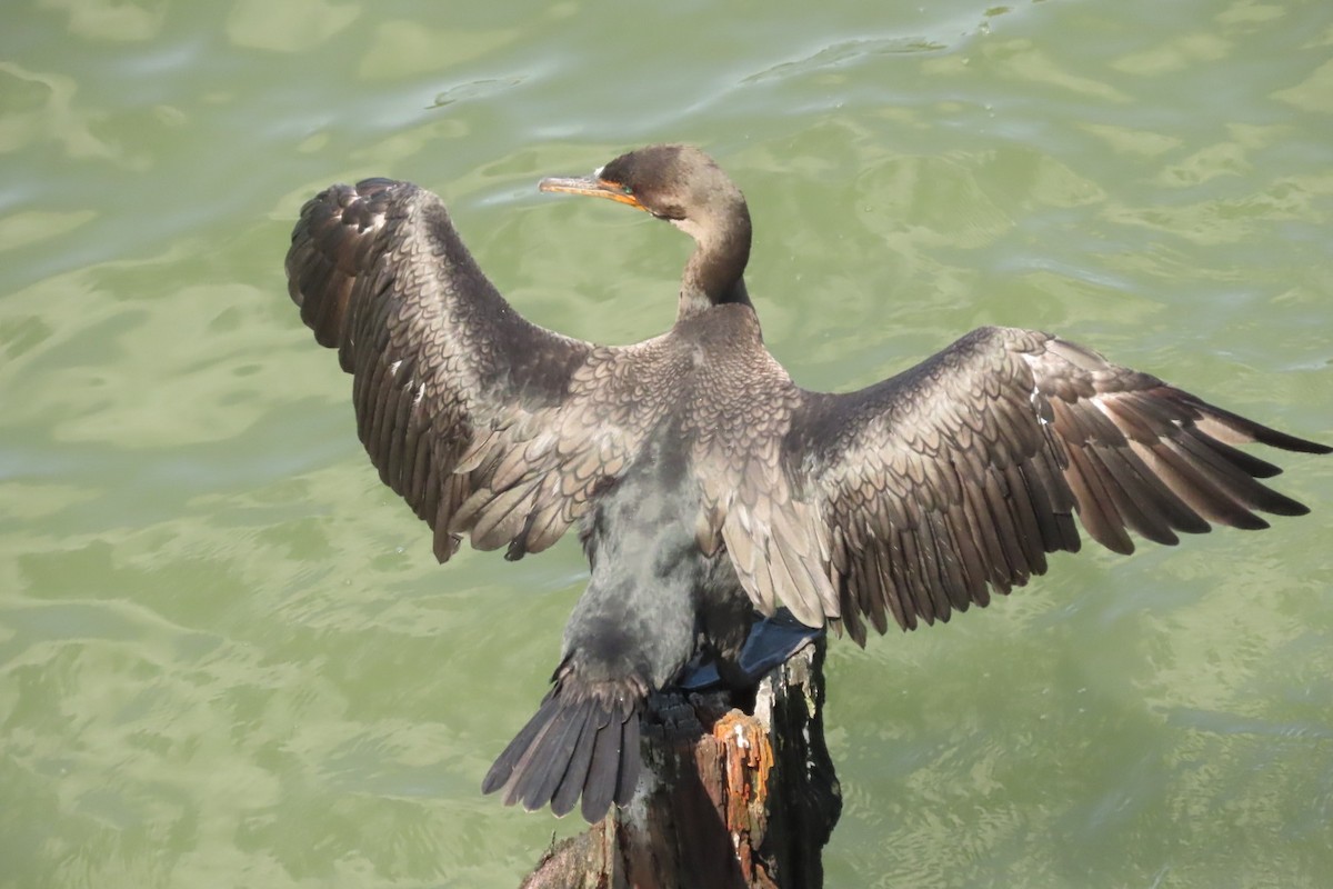 Double-crested Cormorant - ML641064132