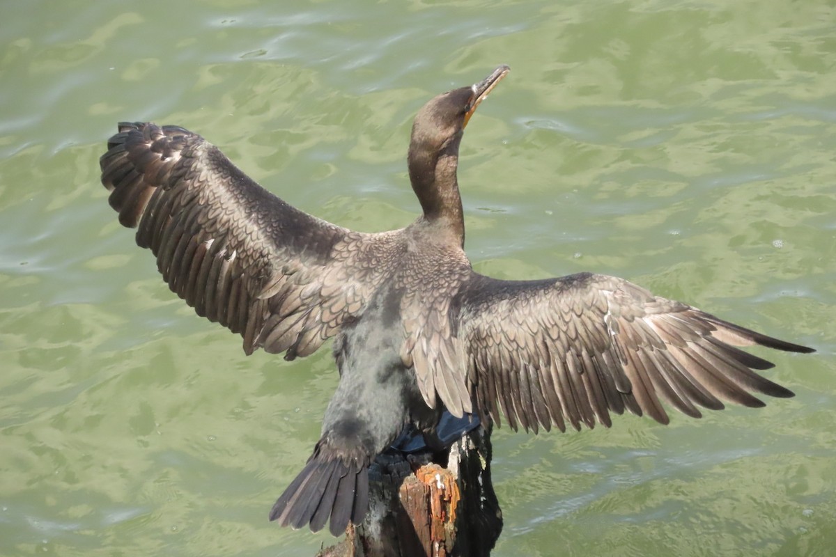 Double-crested Cormorant - ML641064133