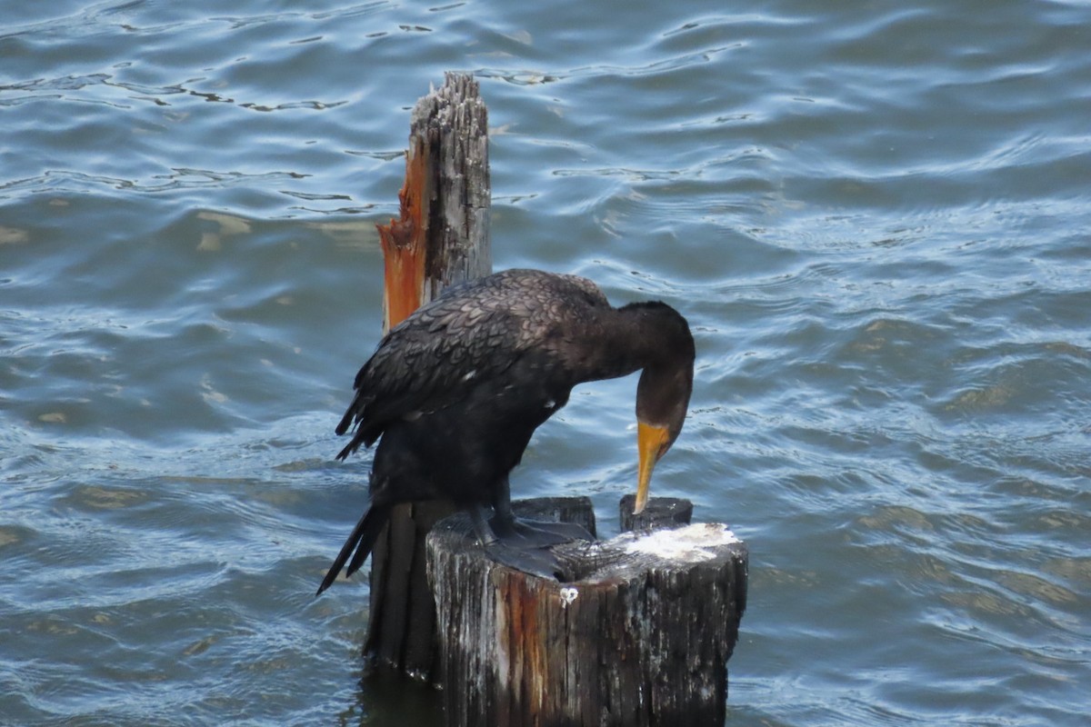 Double-crested Cormorant - ML641064134
