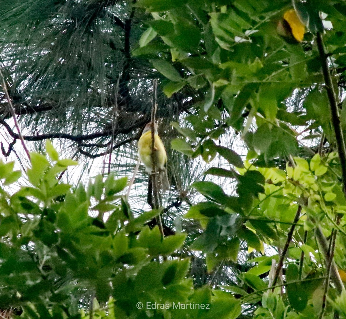 Rufous-browed Peppershrike - ML641064139