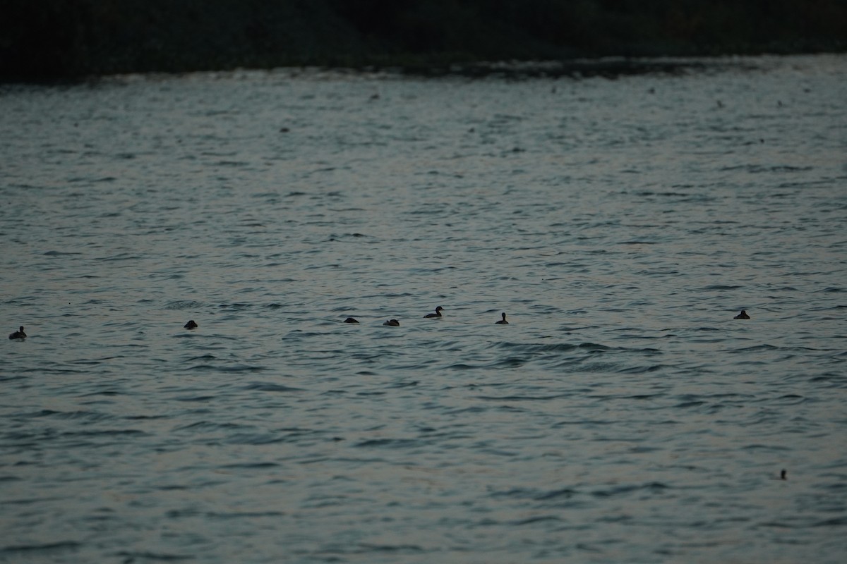 Little Grebe - ML641064141