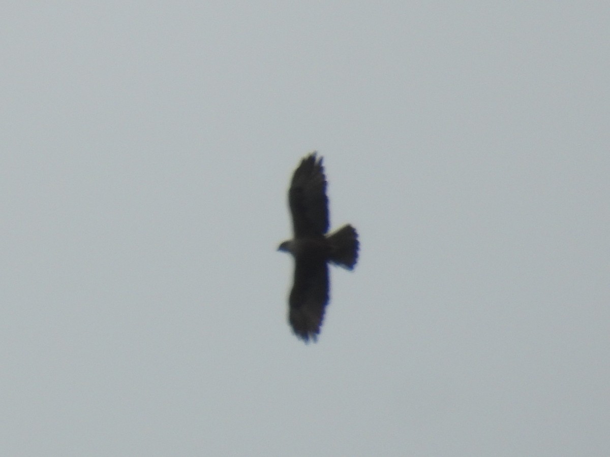 Rufous-bellied Eagle - ML641064156