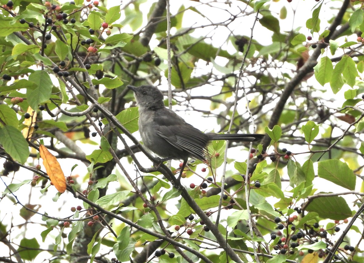 Gray Catbird - ML641064229
