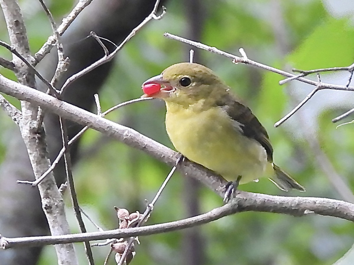 Scarlet Tanager - ML641064238