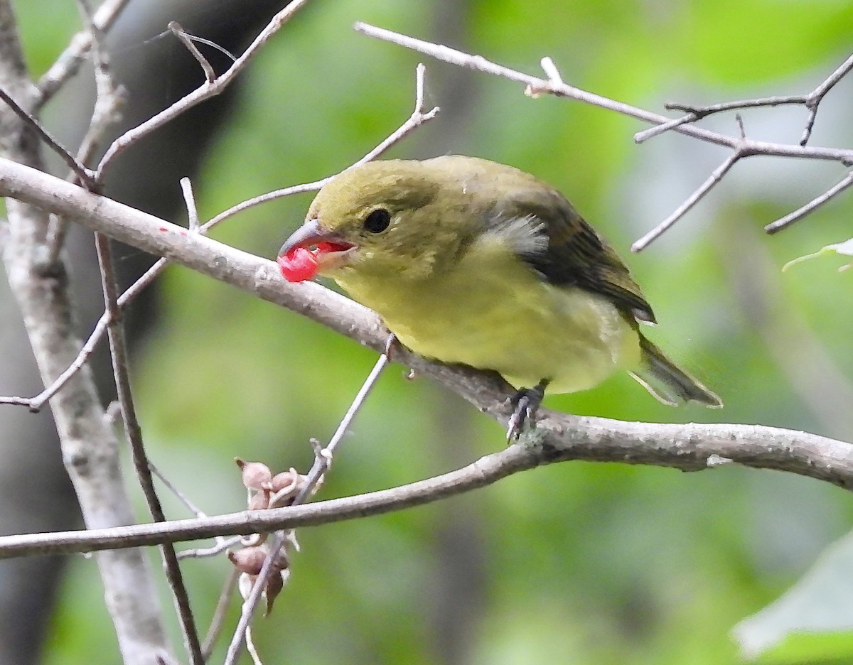 Scarlet Tanager - ML641064239