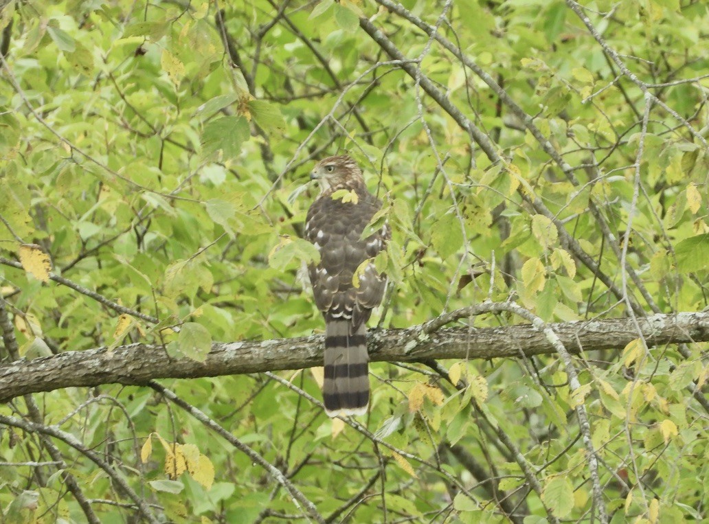 Cooper's Hawk - ML641064242
