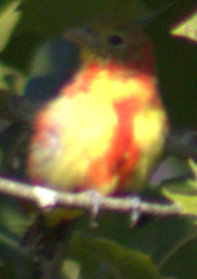 Scarlet Tanager - ML641064289
