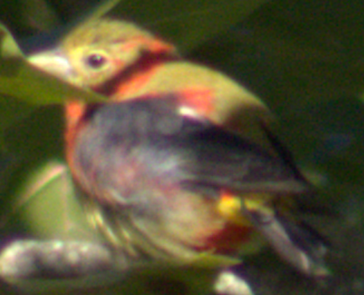 Scarlet Tanager - ML641064290