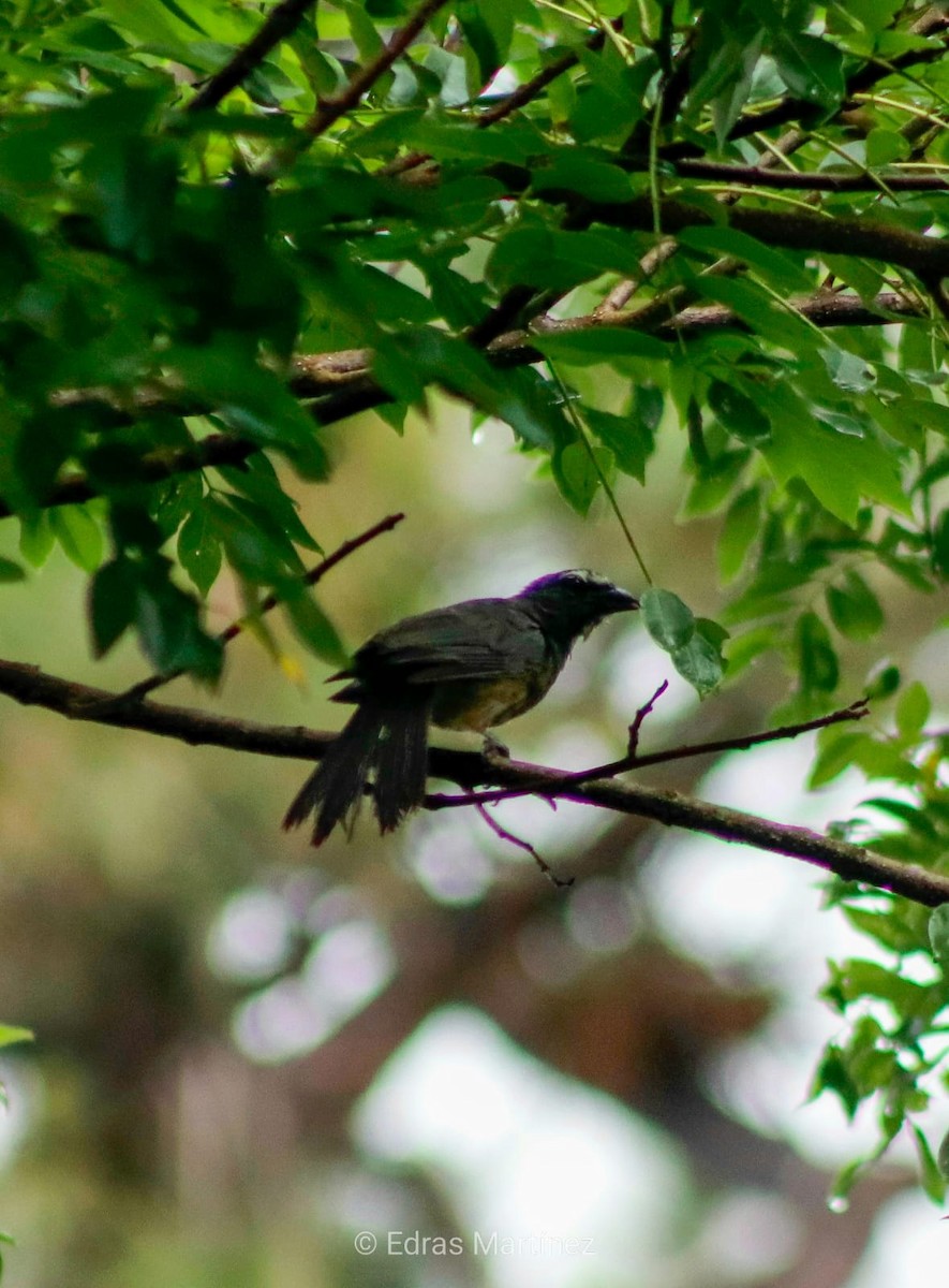 Cinnamon-bellied Saltator - ML641064301