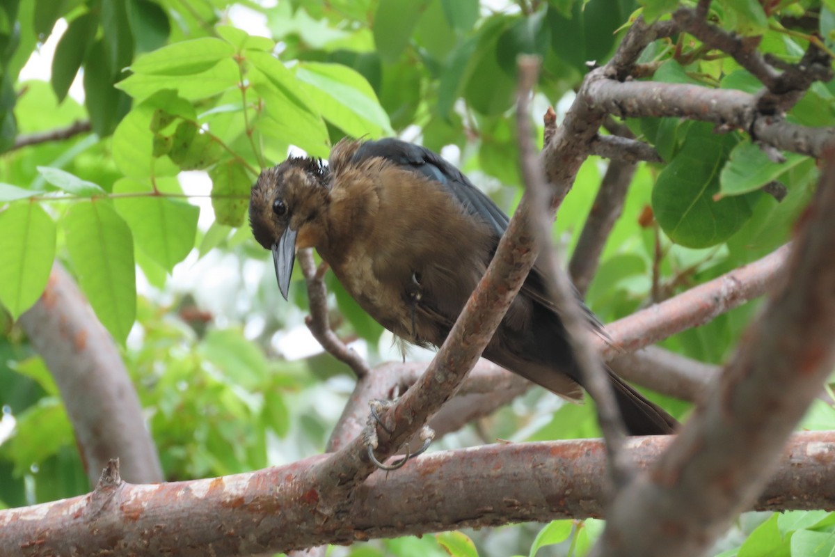 Boat-tailed Grackle - ML641064306