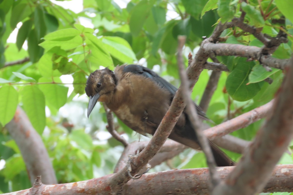 Boat-tailed Grackle - ML641064307