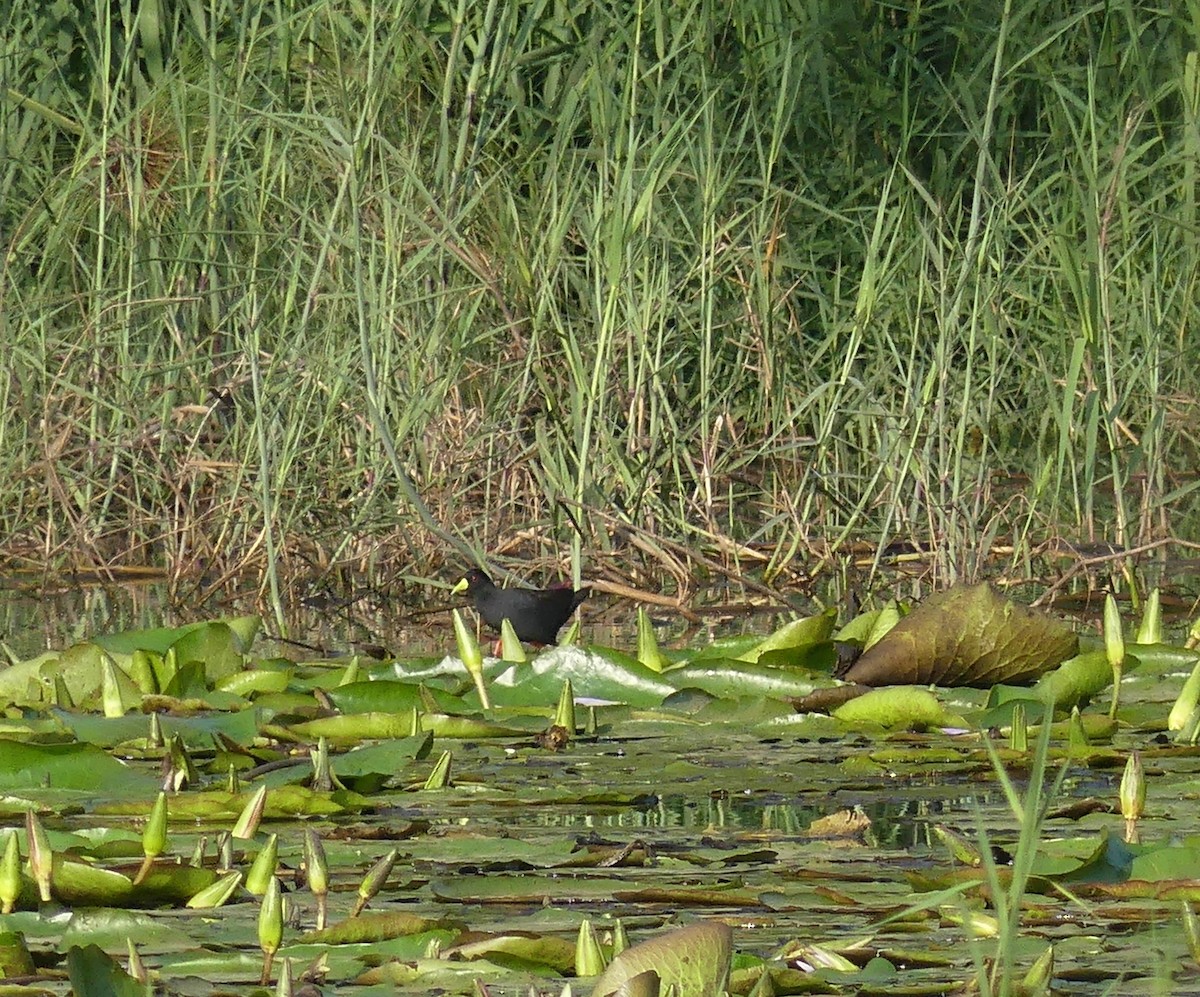 Black Crake - ML641064358