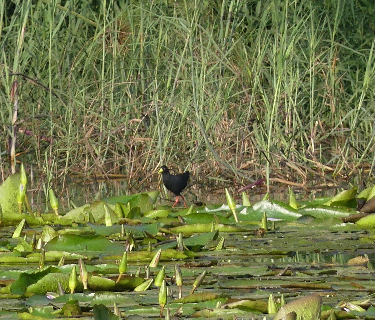 Black Crake - ML641064360