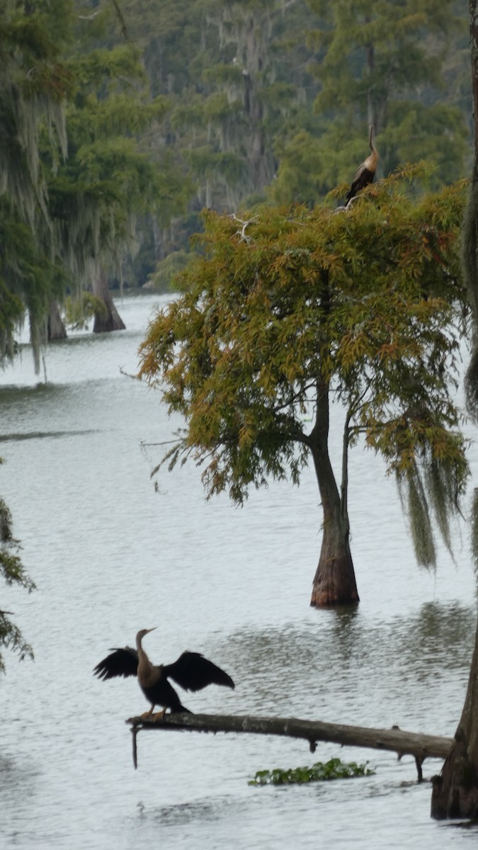 Anhinga - ML641064369