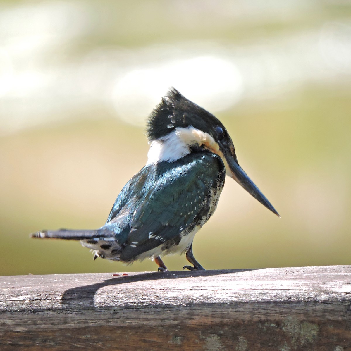 rybařík zelený - ML641064373