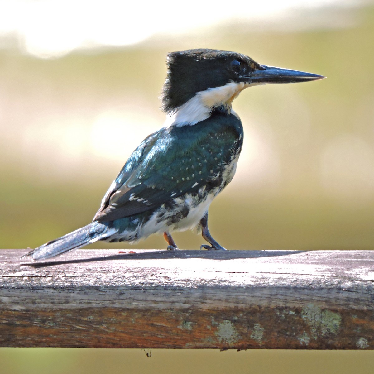 rybařík zelený - ML641064402