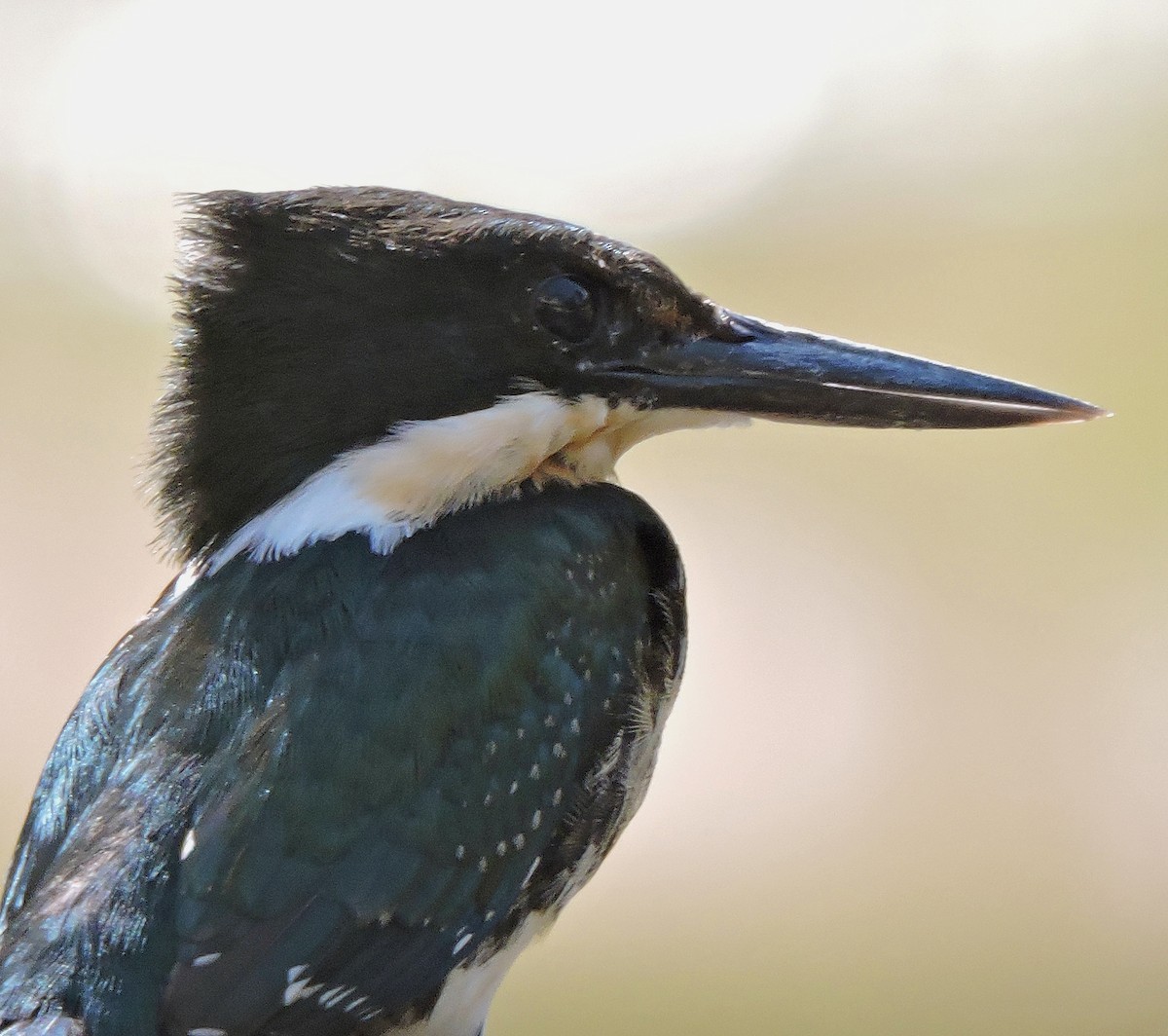 rybařík zelený - ML641064431