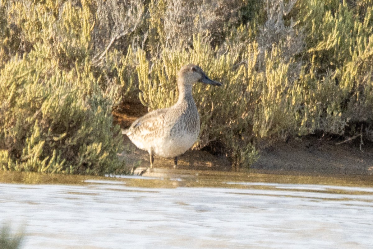 Northern Pintail - ML641064449