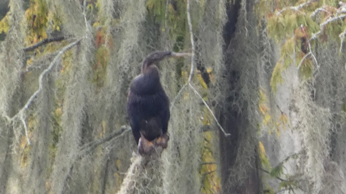 Anhinga - ML641064469