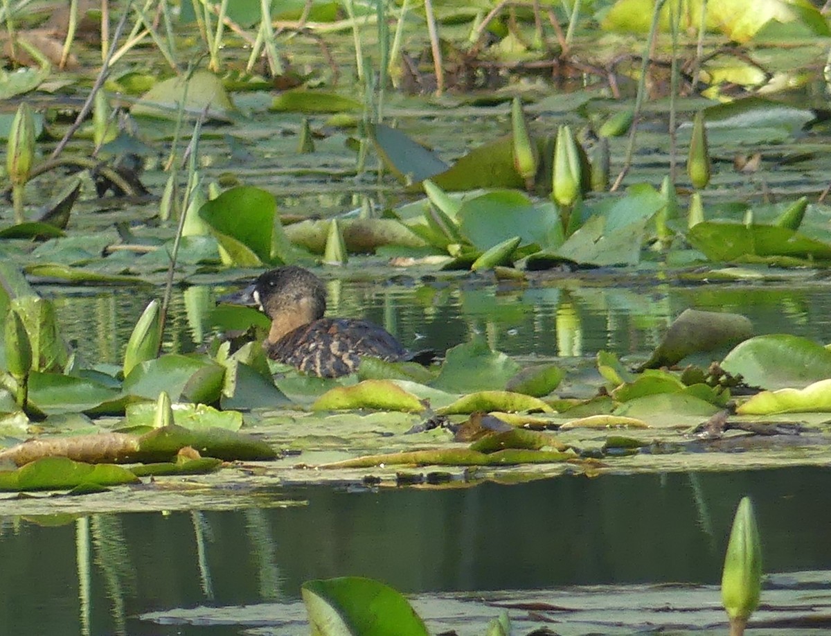 White-backed Duck - ML641064498