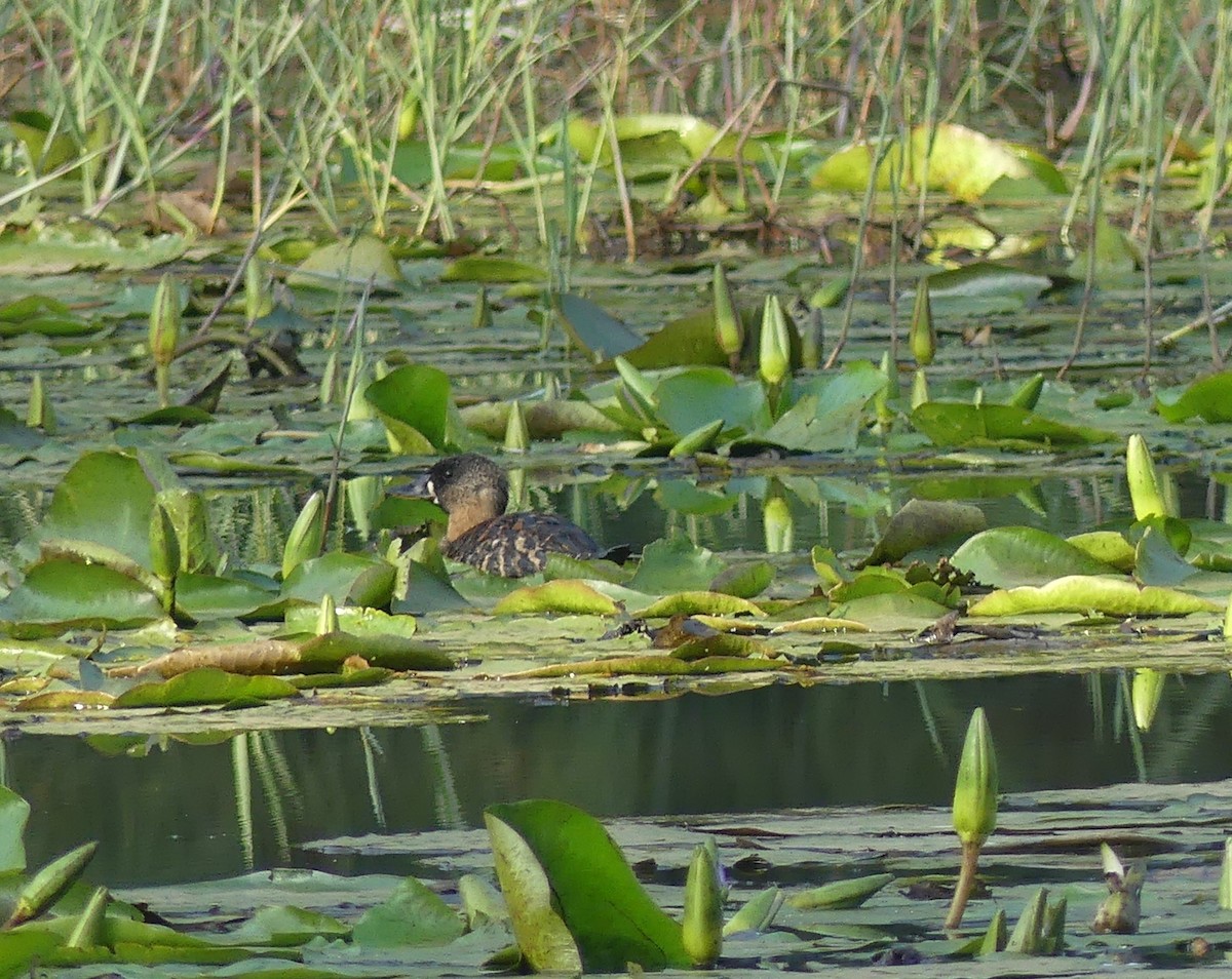 White-backed Duck - ML641064499