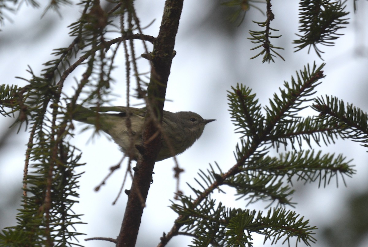 Paruline tigrée - ML641064510