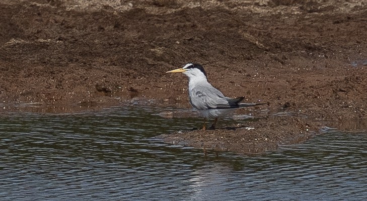 Little Tern - ML641064529