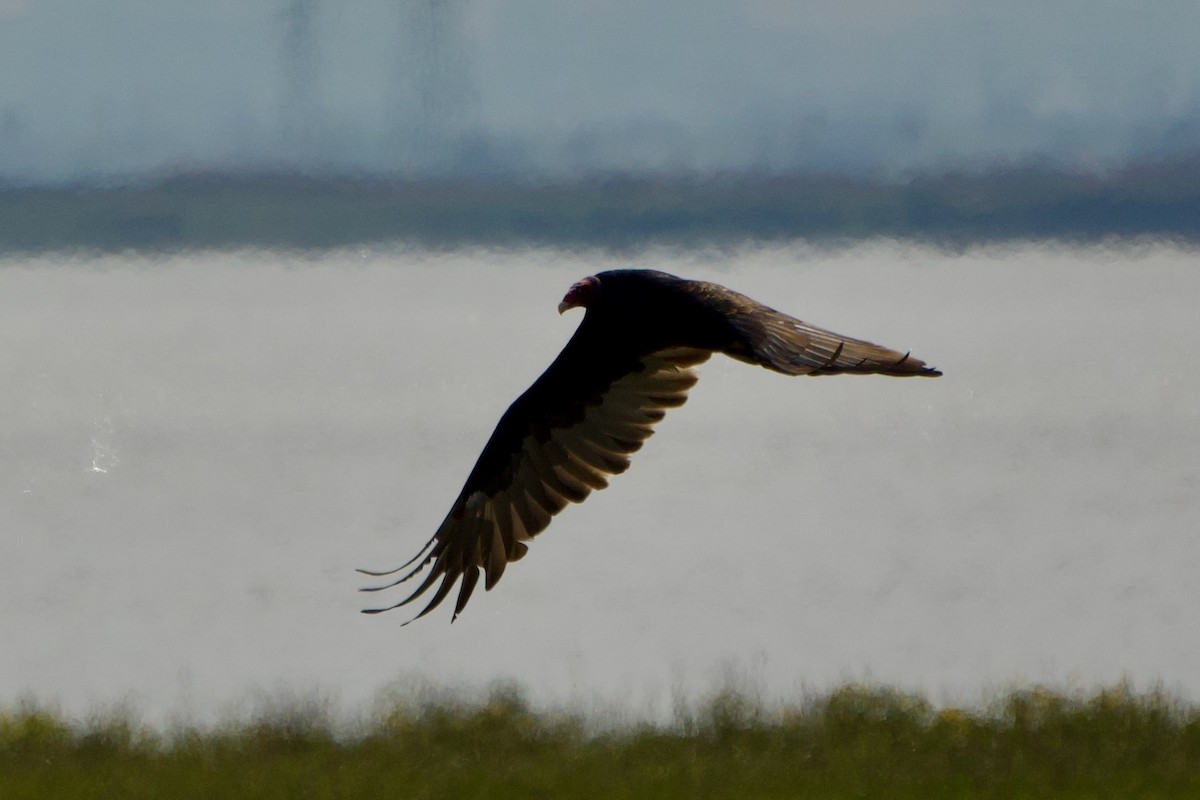 Turkey Vulture - ML641064540