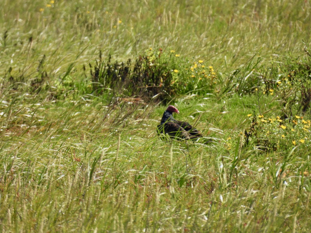 Turkey Vulture - ML641064541