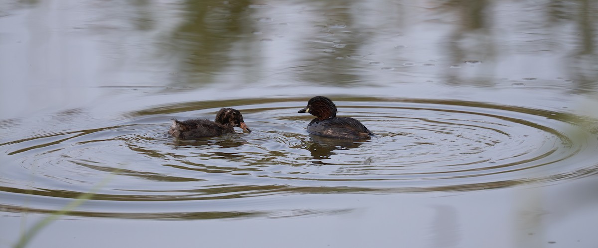 Little Grebe - ML641064549