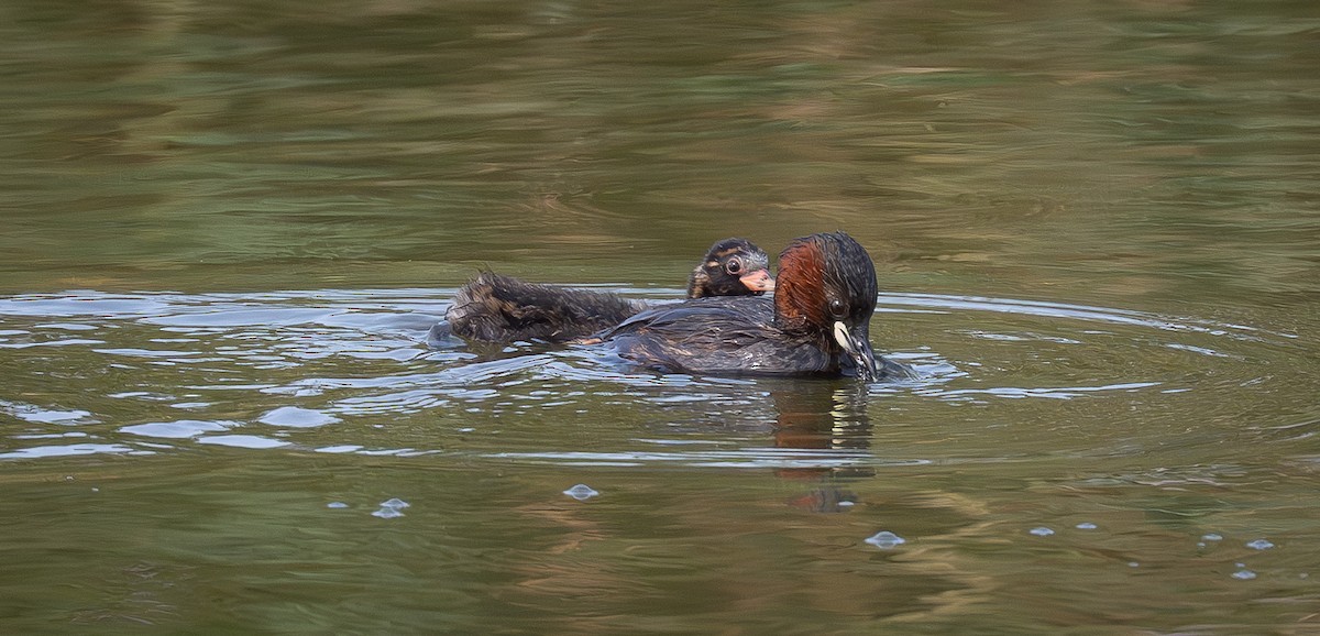Little Grebe - ML641064550